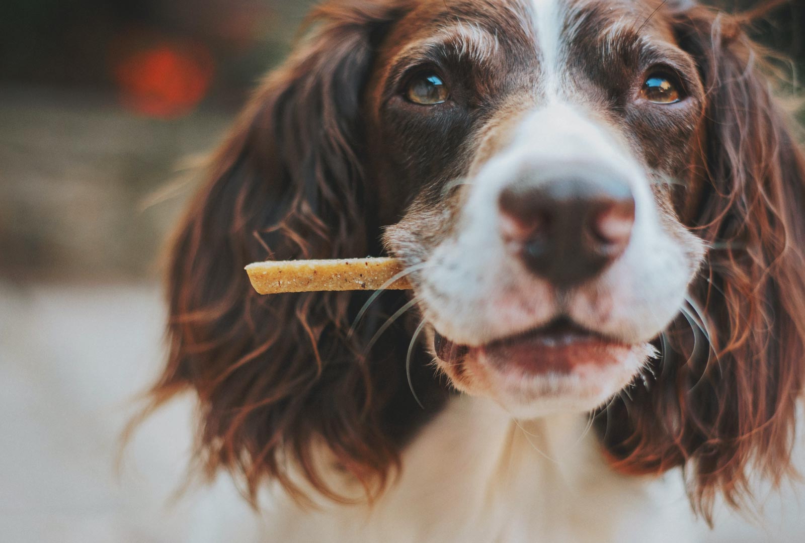 what are the healthiest dog treats